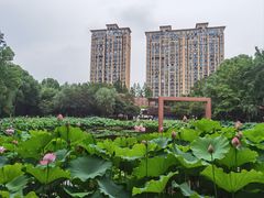 -陈家山荷花公园