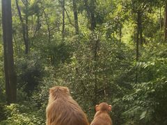 -黔灵山公园