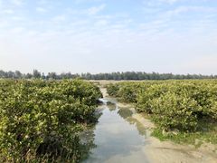 -红树林天天赶海