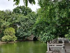 -金花茶公园