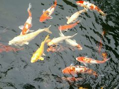 android_upload_pic-中国唐苑