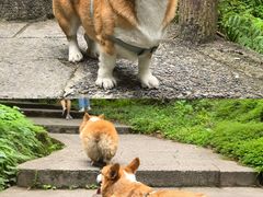 -西岭雪山大飞水景区