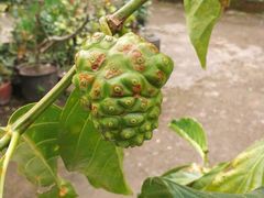 -湄公河秘制烤鱼(西双十贰城商业中心店)