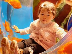 -芜湖新华联大白鲸海洋公园