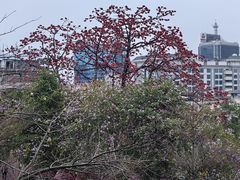 -佛山华盖山公园