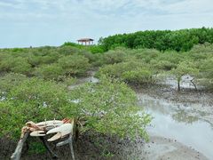 -北海金海湾红树林生态旅游区