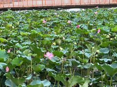 -焦岗湖旅游度假区