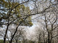 -上海共青森林公园