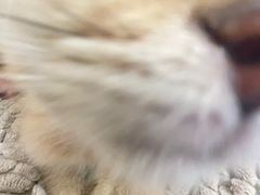 -pd派德宠物中心医院24H急重症·眼科中心·血液透析中心(嵩山北路店)