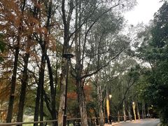 -深圳仙湖植物园