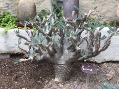 -南山植物园