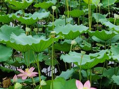 -荔湾湖公园