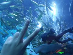 -芜湖新华联大白鲸海洋公园