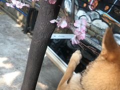 -柴犬高等学院·狗咖·柴犬售卖·宠物训练