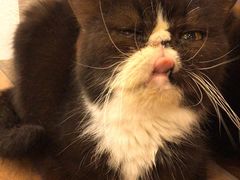 -more than meow吴止猫主题餐厅(承德 中船汇店)