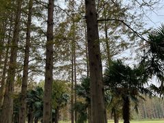 -黄海国家森林公园