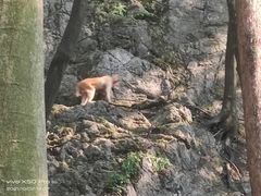 -黔灵山公园