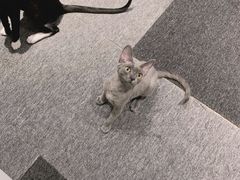 -米宠家·撸猫猫咖·专业洗猫·猫咪寄养(高新大都荟店)