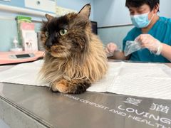 -纳吉亚猫专科动物诊疗中心(蒋宅口分院)