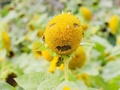 -花开海上生态园