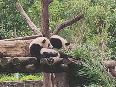 -都江堰中华大熊猫苑