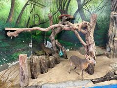 -正佳雨林生态植物园