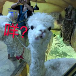 -未来动物城主题公园(正弘城店)