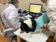 -北京观赏动物医院·24小时大型综合·猫专科·异宠专科