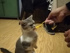 -猫色咖啡·猫咖