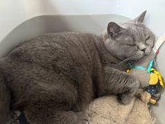 -宠物星动物医院·眼科·异宠·猫科(江南大道总院)