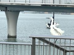-金鸡湖景区