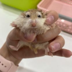 -Moni星球萌宠·小马宝莉·灵蛇·高端高阶全萌宠互动体验俱乐部(红豆国际广场店)
