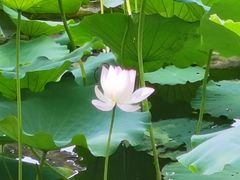 -荔湾湖公园