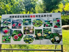-洛阳市隋唐城遗址植物园