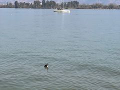 -邛海风味特色菜馆