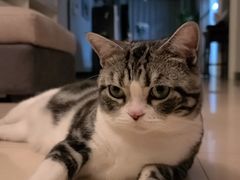 -猫大福·Fortune Cat猫舍(百子湾店)