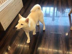 -豆柴町-柴犬主题狗咖(红鼎国际C座店)