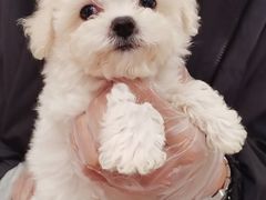 -翊宠yipet猫狗购宠庄园犬舍•猫舍