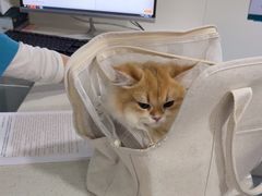 -佳雯宠物医院·皮肤科·内外科(春晓路分院)