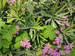 -国家植物园南园