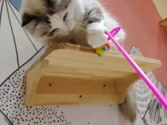 -滚猫咖啡·猫咖·猫友好撸猫(未来城店)