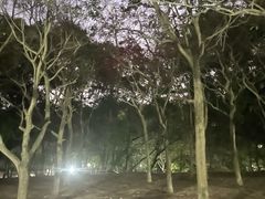 -中山市树木园