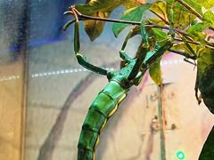 -上海大自然野生昆虫馆(东方明珠·爬宠昆虫探索中心)