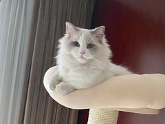 -猫大福·Fortune Cat猫舍(百子湾店)
