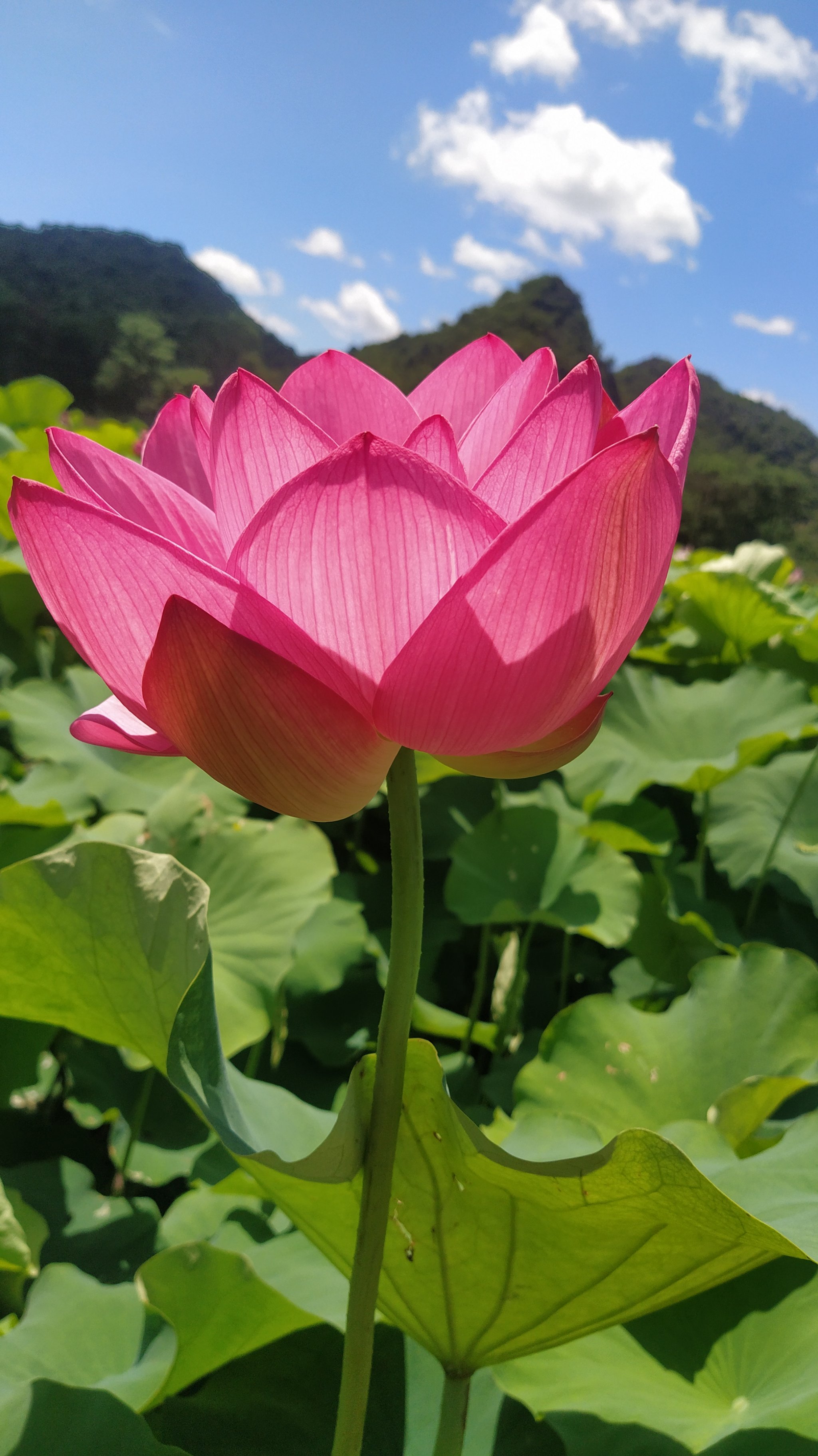 盛开花朵的美景