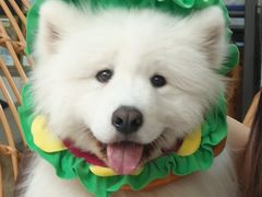 -星多哈·狗咖·拼豆·咖啡