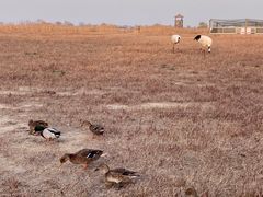 -盐城丹顶鹤湿地生态旅游区