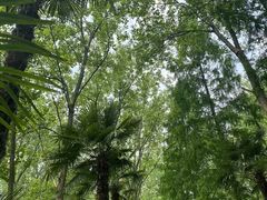 -合肥滨湖国家森林公园