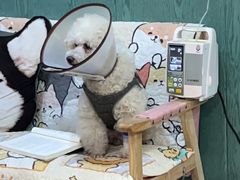 -严国平动物医院(德政总院)