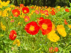 -上海共青森林公园